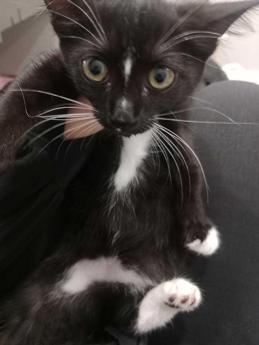 Котенок, здоровый и активный в добрые руки!!