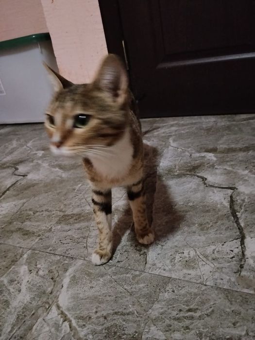 Отдам котенка в добрые руки