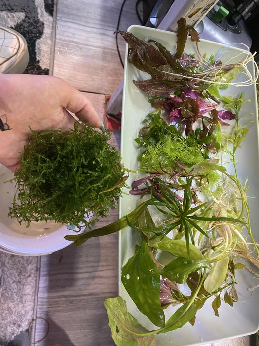 Pesti sanitari si plante de acvariu