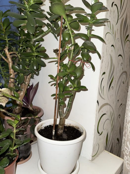 Продам комнатные цветы