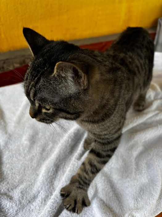 Отдам котенка в добрые руки