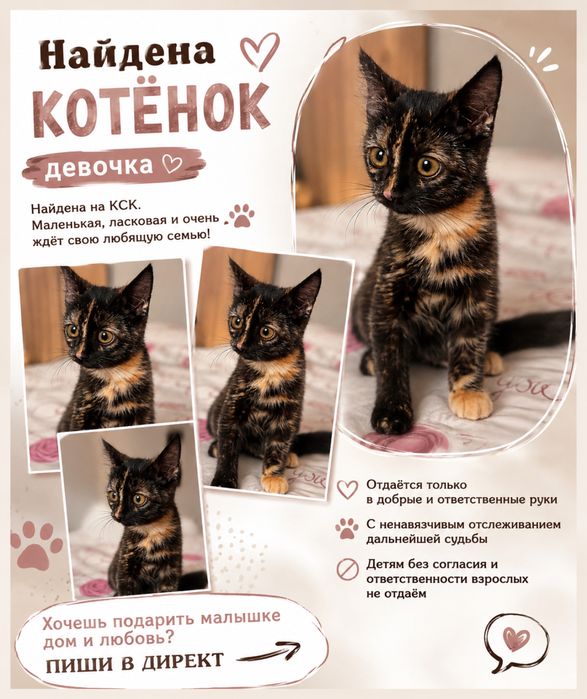 Найдена девочка/мальяик -котёнок (КСК)!