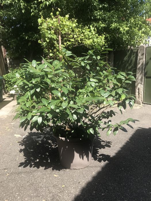 Prunus laurocerasus ( laur englezesc)