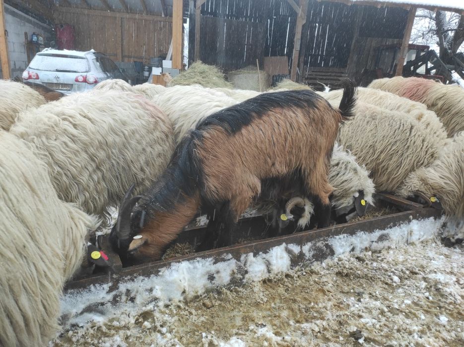 Capre alpine franceze