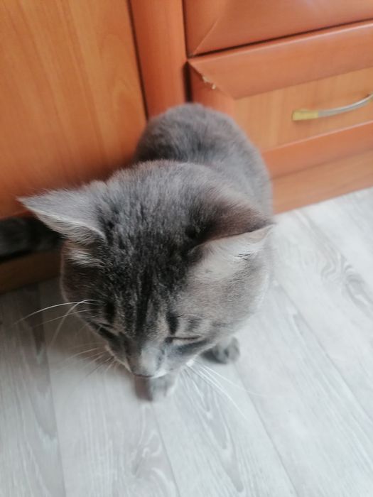 !!!Срочно!!! Отдам в добрые руки кота.