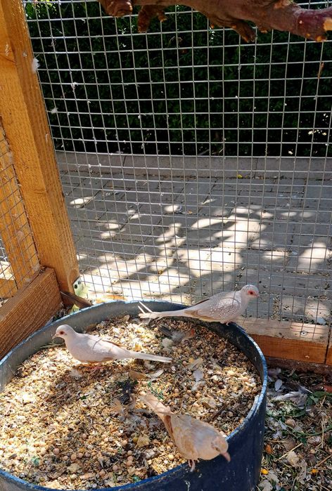 Turturele diamant și turturele senegal