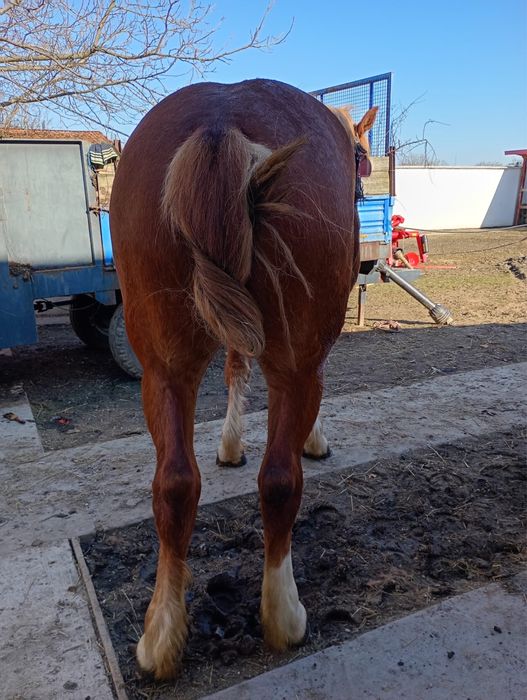 Vand manza de 1 an si 5 luni