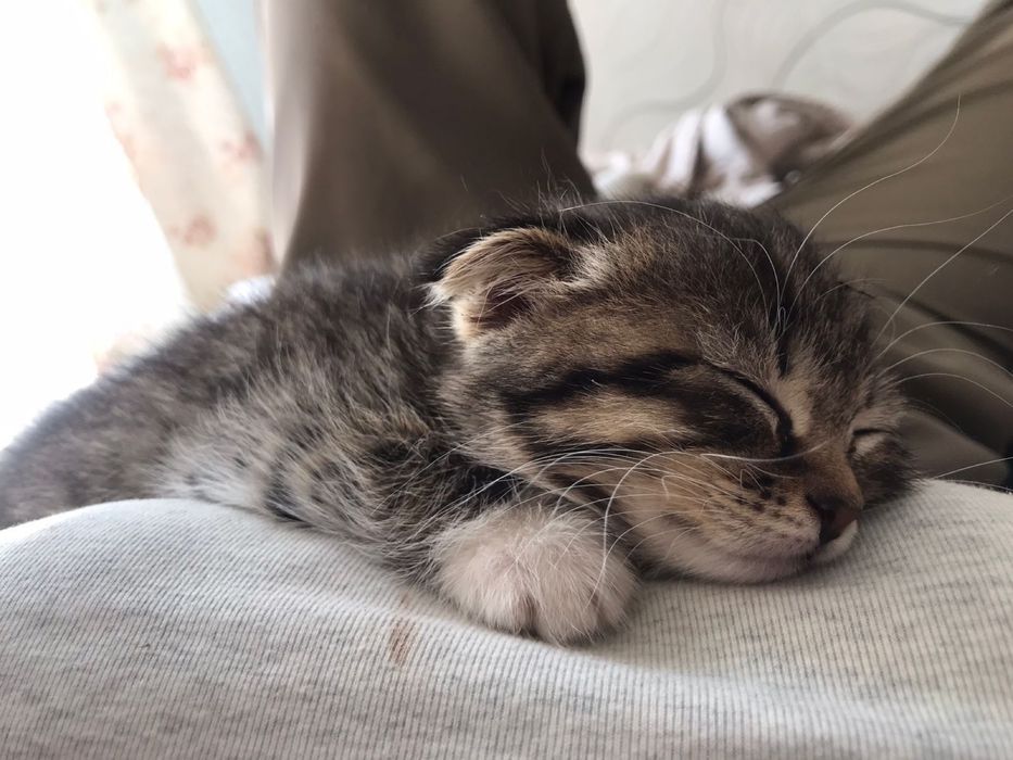 Котёнок Шотландский