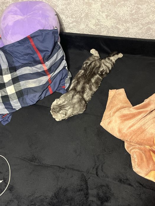 Кот британец вислоухий