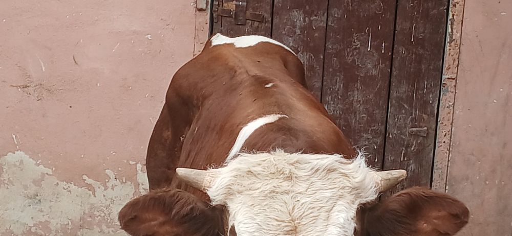 Vitei pentru taiat