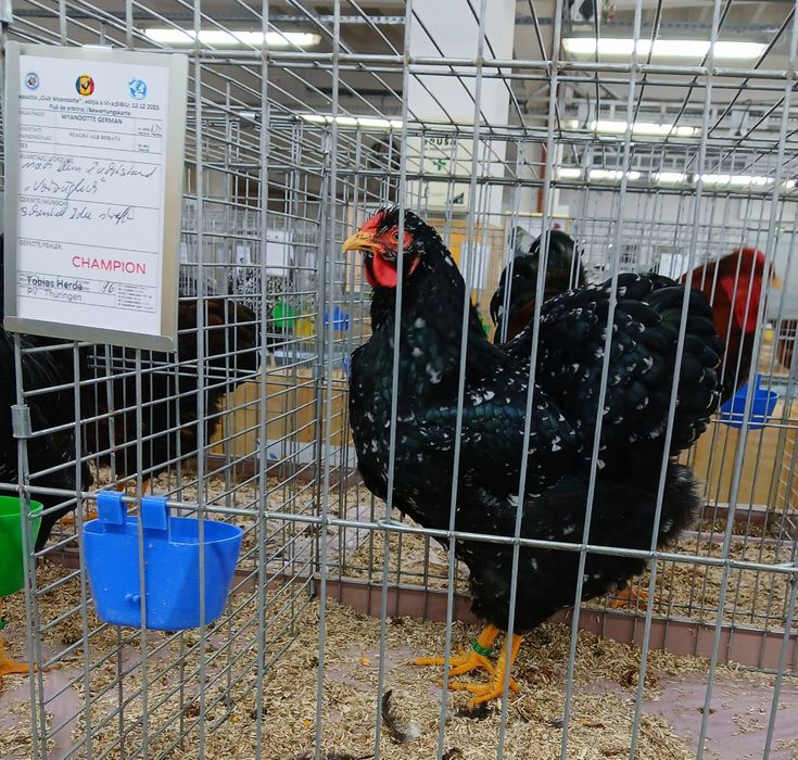 Oua incubat wyandotte bobat