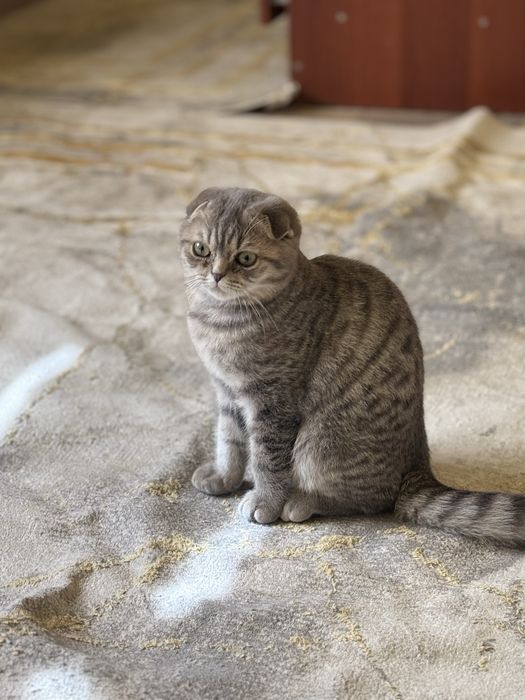 Продается Котенок Шотландский Вислоухий