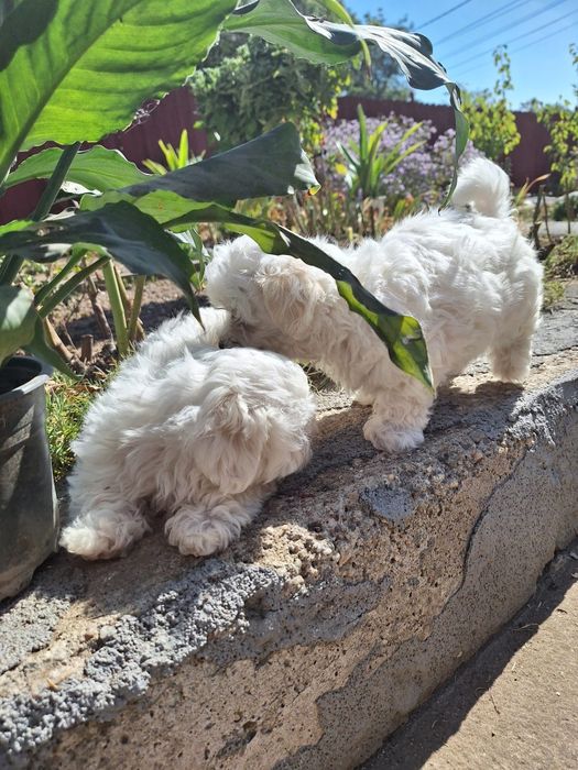 pui bichon o luna