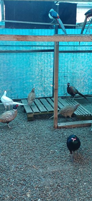 Fazani comuni masculi si femele de anul trecut