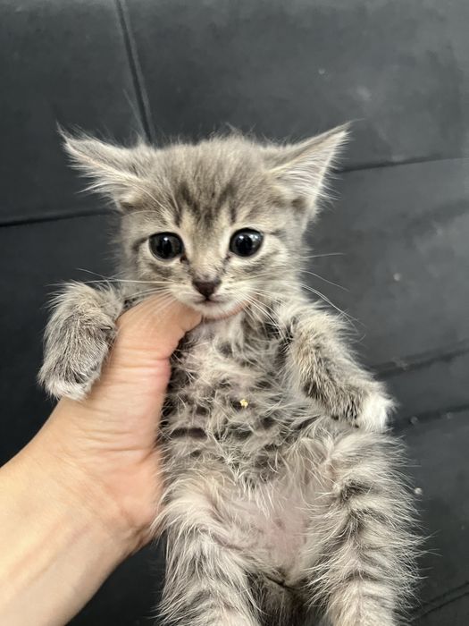 котята в хорошие руки