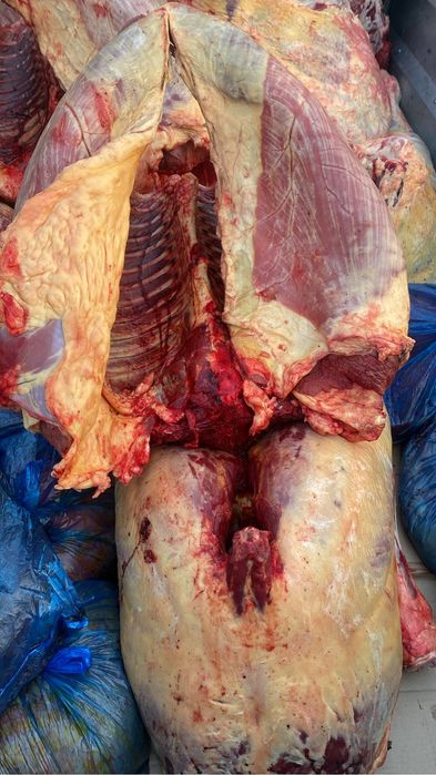 Согым сатамын(жабағы жылқы)