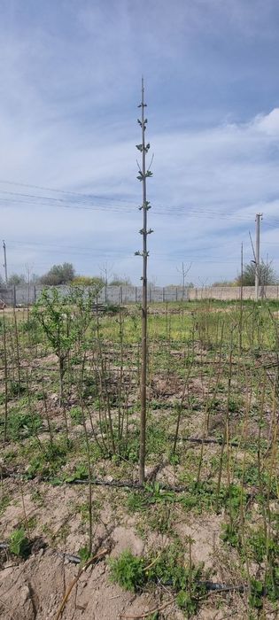 Продаются саженцы повлония