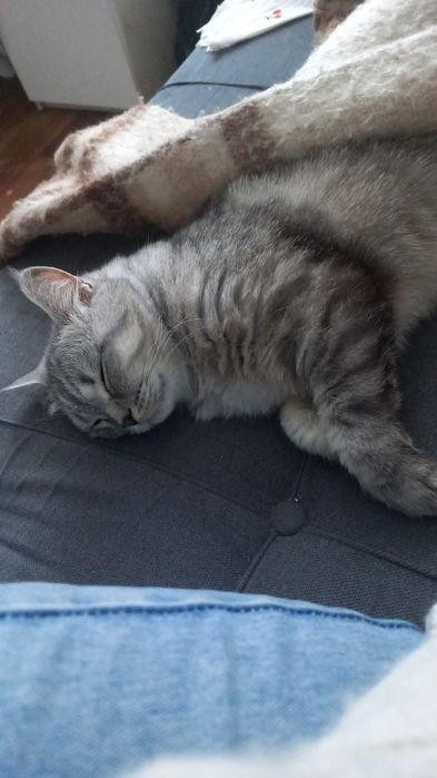 Котик породистый