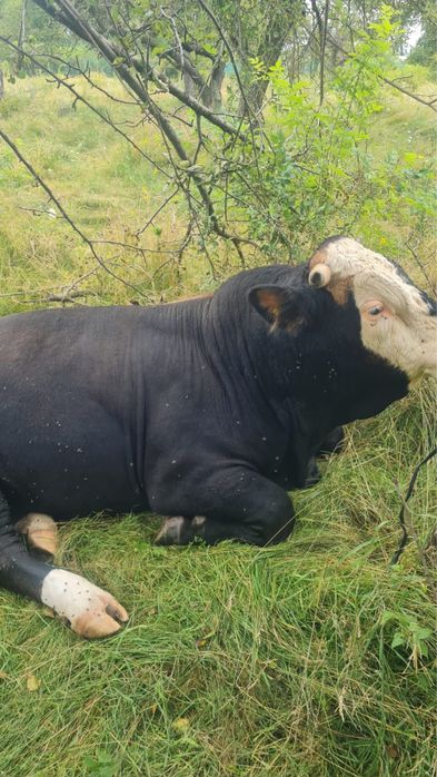 Taur 500 kg, varsta 2 ani