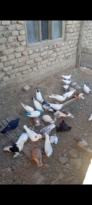 Кептерлер сатылады.