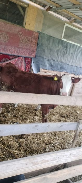 De vănzare viței