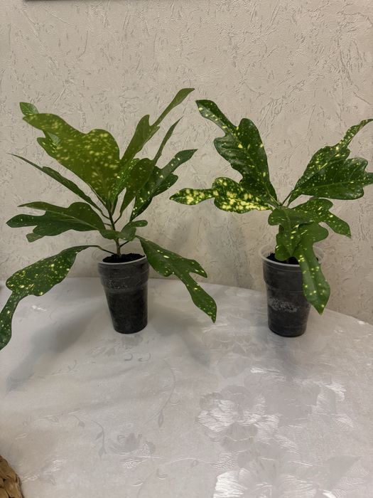 Продам Кротончики