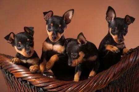 Продаются карликовые пинчеры!