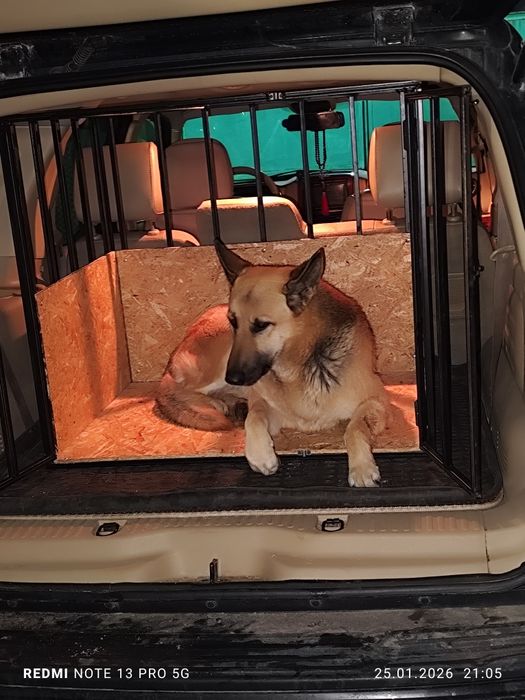 Зоотакси,перевозка домашних животных