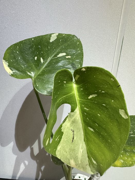 Монстера Тайское созвездие