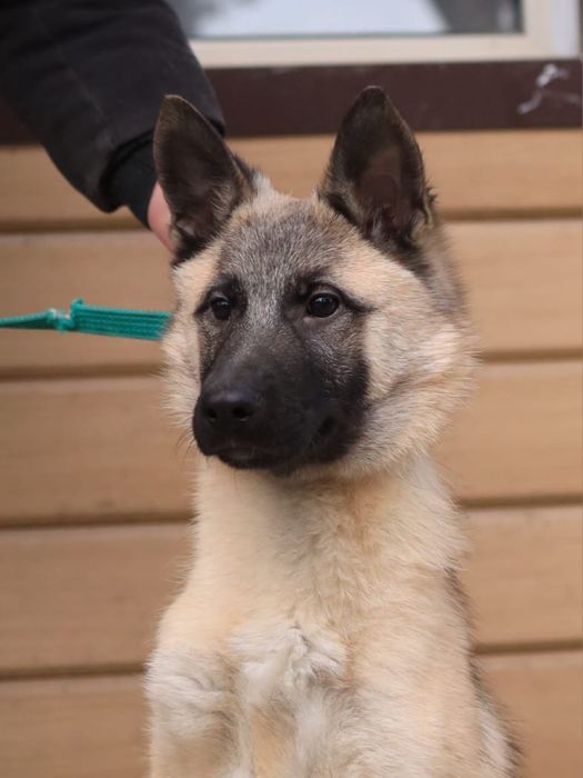 Шикарный щенок 5 мес. Чарли ищет дом