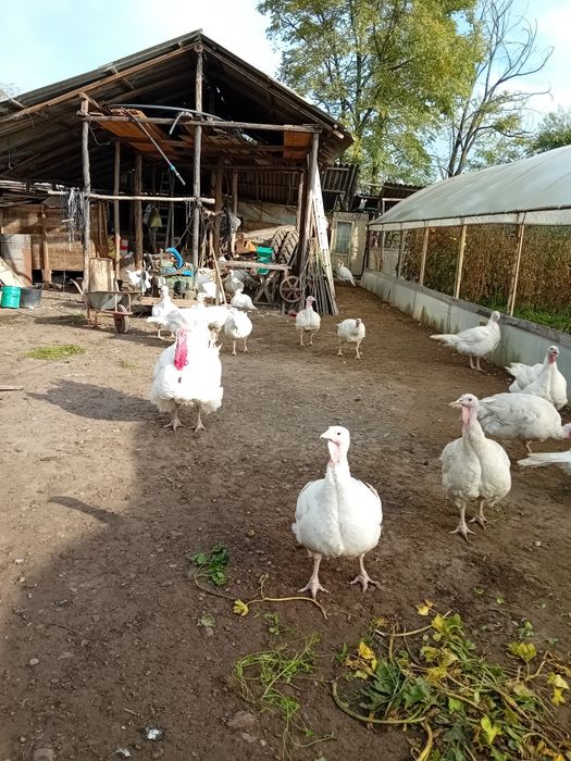 Vând curcani și curci