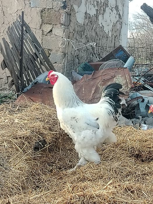 Брама қораз сатылады!