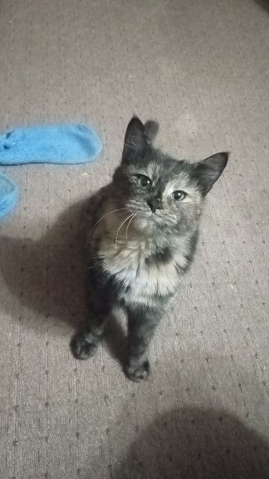 Отдам бесплатно кошечку