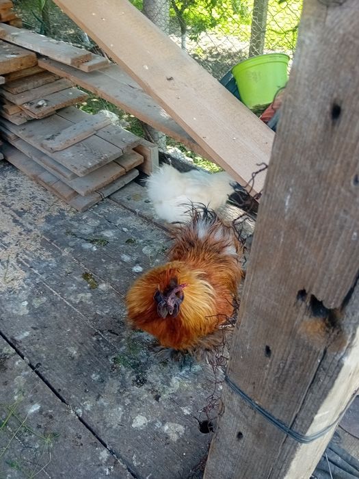 Vând cocos si gaina matasea japoneza