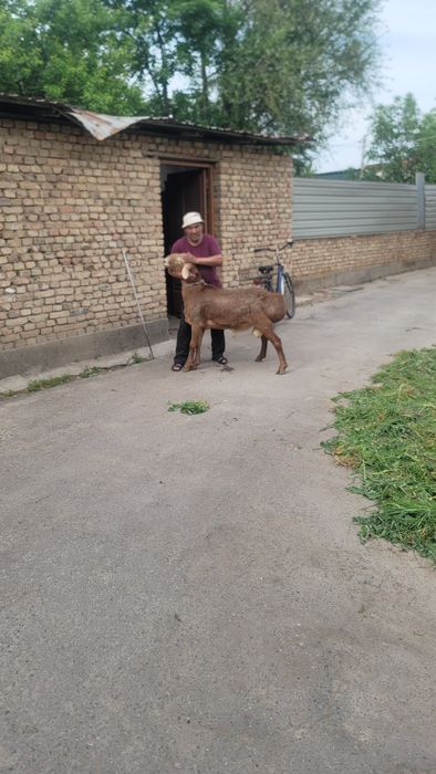 Arashan qozi qochqor sotiladi