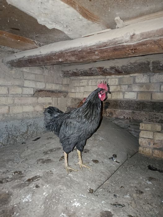 Qora Tovuq va Qora Xo'roz Sotiladi.