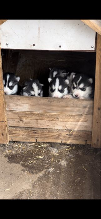 Продам щенков хаски