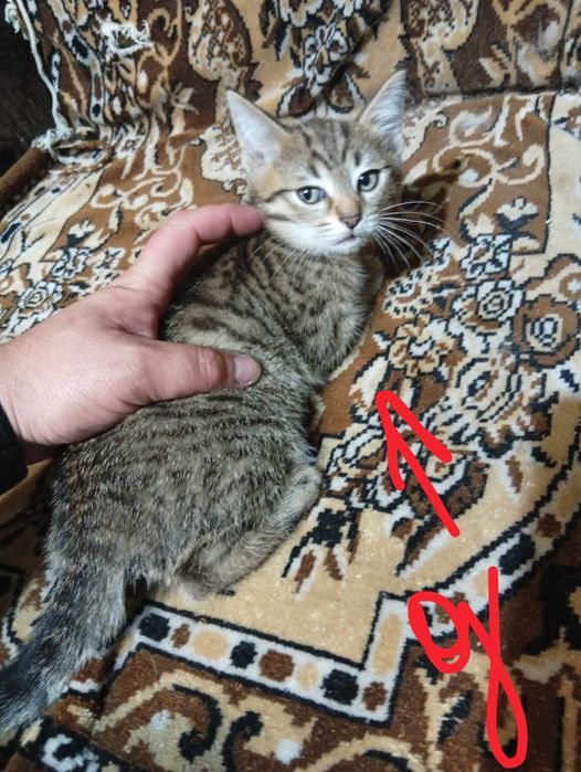 Отдам котят в хорошие и добрые руки