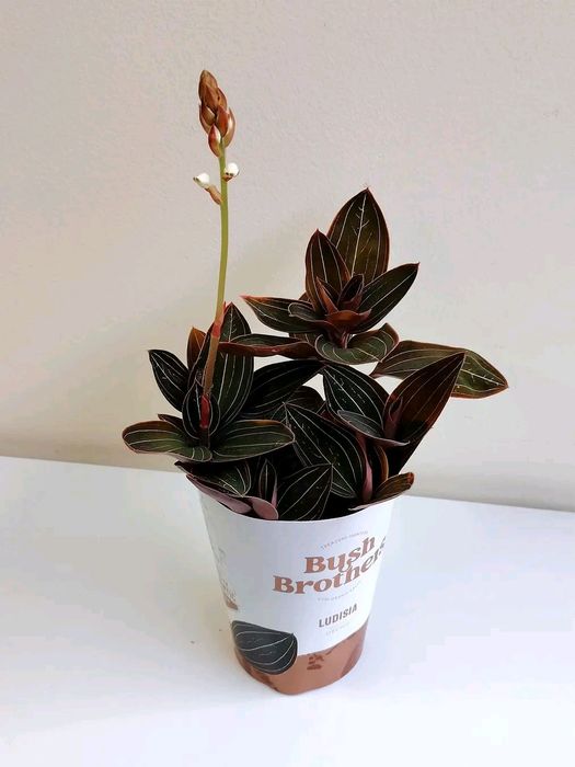 Лудизия. Дива орхидея