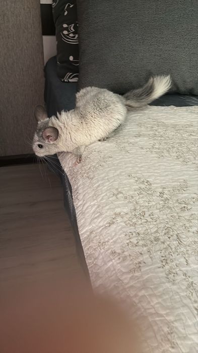 Продам пару шиншил, самка и самец, 1,5 года.