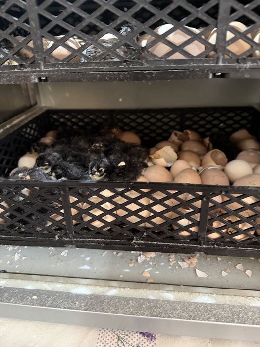 Pui de o zi australorp negru albastru si splash