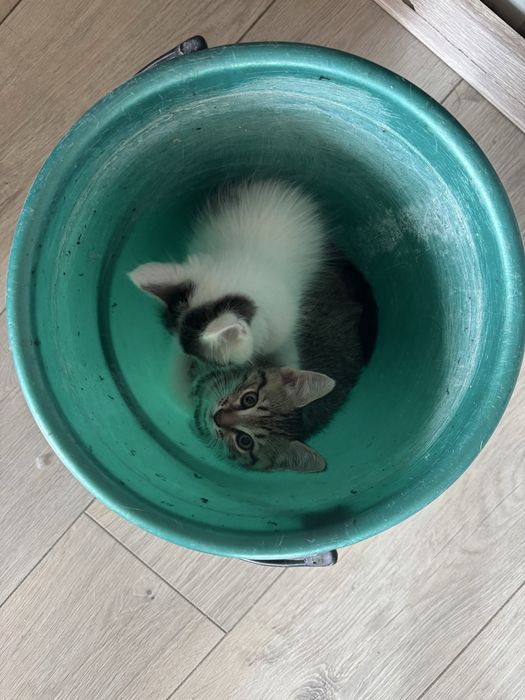 Отдам котят в хорошие рука