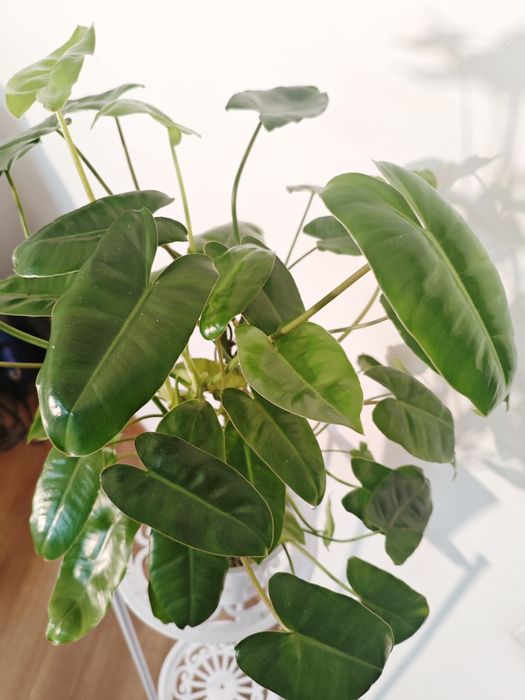 Филодендрон Бурле Маркс