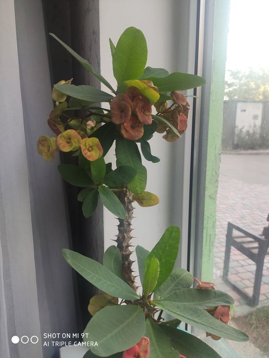 Продам домашние цветы, не дорого