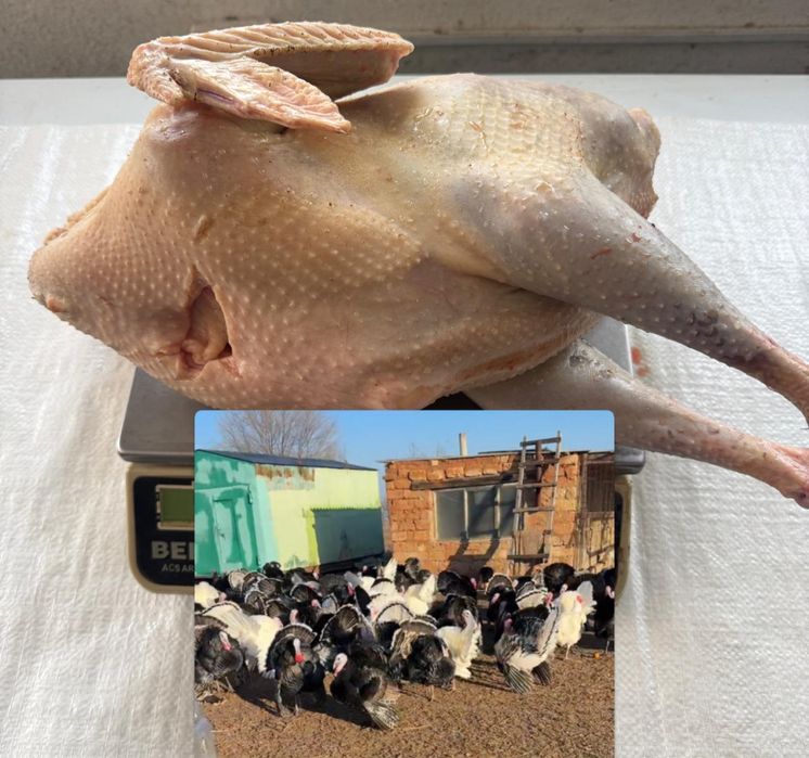 Продается индюки