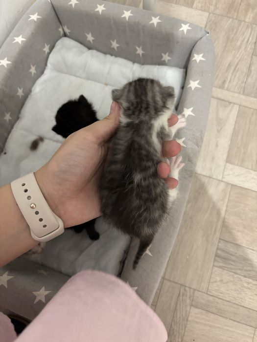 Срочно!!! В добрые руки