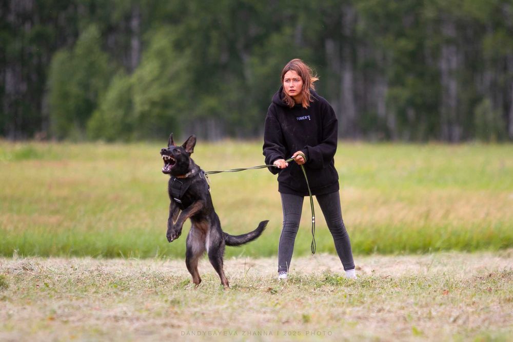 Кинолог/Дрессировка собак