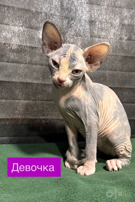 Сфинксы милые котята