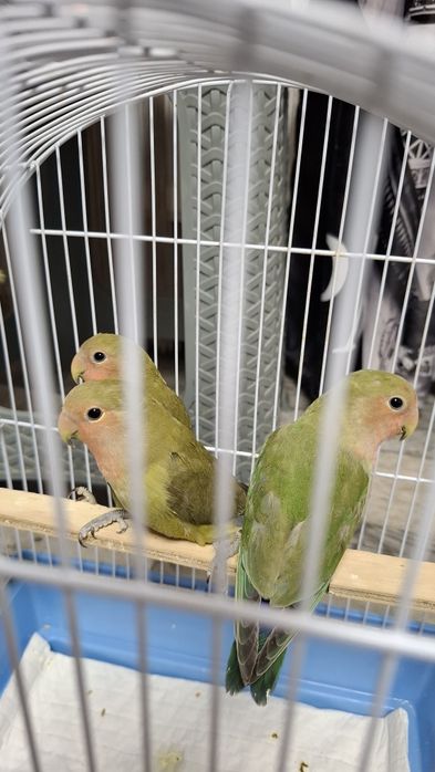 Vând pui de  agapornis