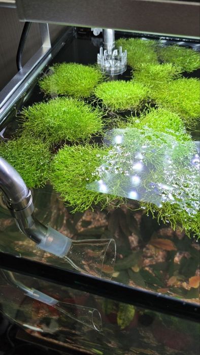 Mox richiya akvarium suv oʻti
Suv yuzasida va oddiy sharoitda oʻsadi
M